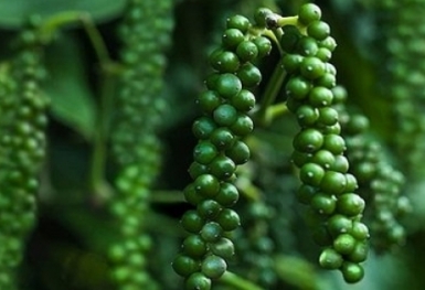 Giá tiêu hôm nay 30/1: Thị trường kém nổi bật