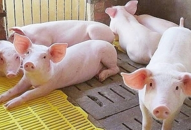 Giá heo hơi hôm nay 1/2: Biến động trên cả ba miền
