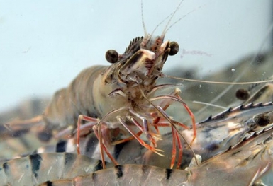 Thực phẩm Sao Ta (FMC): Doanh số tháng 1/2023 giảm mạnh chỉ bằng một nửa cùng kỳ