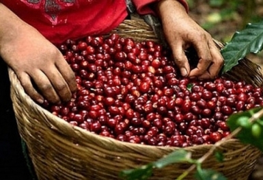 Giá cà phê hôm nay 12/2: Đồng loạt tăng trên thị trường thế giới và trong nước