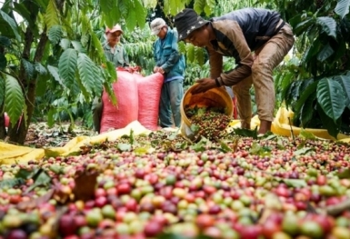 Giá cà phê hôm nay 13/2: Cao nhất ở mức 44.000 đồng