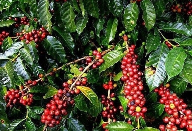 Giá cà phê hôm nay 20/2: Thị trường trong nước không có biến động