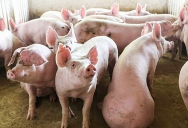 Giá heo hơi hôm nay 20/2: Không có thay đổi
