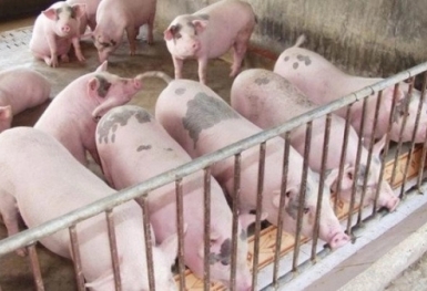 Giá heo hơi hôm nay 23/2: Tăng giảm không đều giữa các vùng