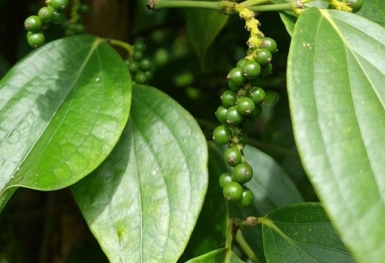 Giá tiêu hôm nay 23/2: Phá mốc 67.000 đồng/kg