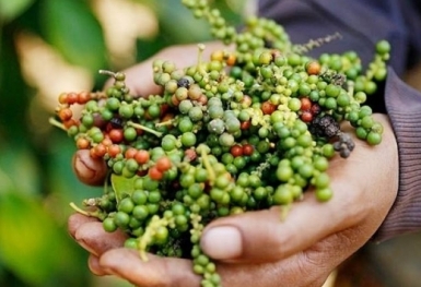 Giá tiêu hôm nay 27/2: Tạm ổn định sau chuỗi ngày biến động