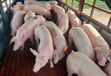Giá heo hơi hôm nay 1/3: Giảm trên cả ba miền