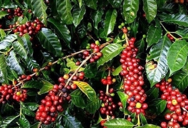 Giá cà phê hôm nay 6/3: Thị trường trong nước cao nhất mức 48.000 đồng/kg