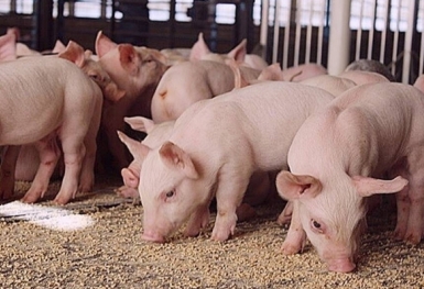 Giá heo hơi hôm nay 7/3: Giảm mạnh 3.000 đồng/kg