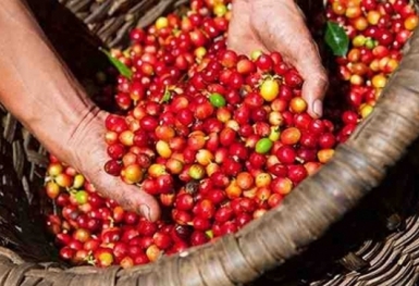 Giá cà phê hôm nay 13/3: Thị trường trong nước tuột mốc 48.000 đồng/kg