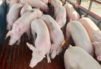 Giá heo hơi hôm nay 14/3: Giảm cao nhất 2.000 đồng ở các địa phương