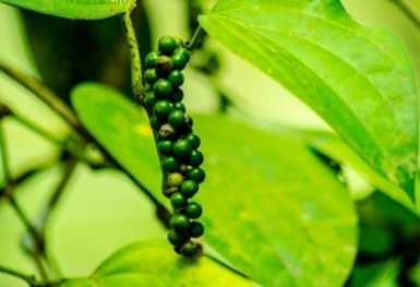 Giá tiêu hôm nay 15/3: Tăng 500 đồng/kg tại Tây Nguyên