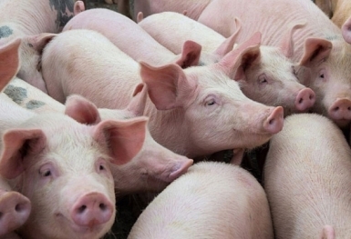 Giá heo hơi hôm nay 18/3: Tăng cao nhất 3.000 đồng/kg