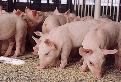 Giá heo hơi hôm nay 21/3: Biến động nhẹ ở 3 miền