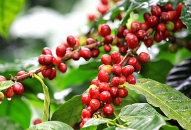 Giá cà phê hôm nay 25/3: Tăng mạnh 1.000 đồng/kg