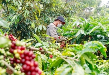 Giá cà phê hôm nay 26/3: Tăng mạnh 2.000 đồng/kg trong tuần qua
