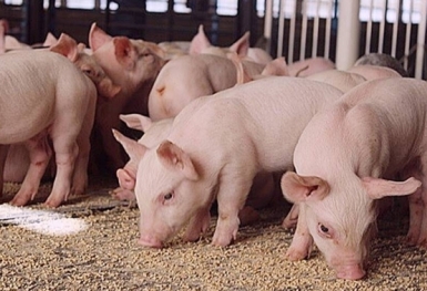 Giá heo hơi hôm nay 26/3: Mức tăng cao nhất là 4.000 đồng/kg
