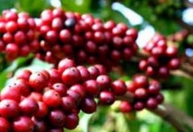 Giá cà phê hôm nay 28/3: Thị trường trong nước tăng 200 đồng/kg