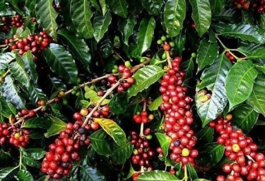 Giá cà phê hôm nay 29/3: Quay đầu giảm 500 đồng/kg