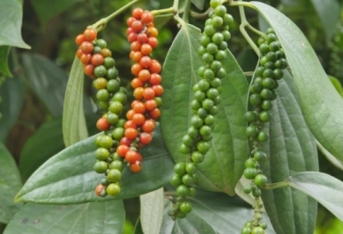 Giá tiêu hôm nay 29/3: Cao nhất ở mức 66.500 đồng/kg