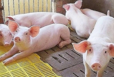 Giá heo hơi hôm nay 31/3: Tiếp tục lặng sóng