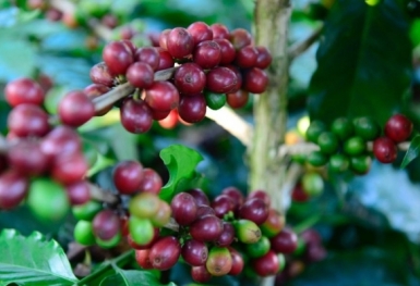 Giá cà phê hôm nay 1/4: Quay đầu giảm 500 đồng/kg