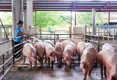 Giá heo hơi hôm nay 1/4: Điều chỉnh giảm ở miền Trung và miền Nam