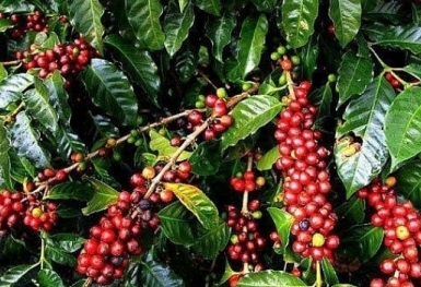 Giá cà phê hôm nay 2/4: Giảm nhẹ thêm 100 đồng/kg