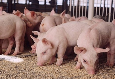 Giá heo hơi hôm nay 4/4: Biến động trái chiều ở cả ba miền