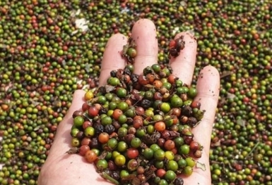 Giá tiêu hôm nay 4/4: Duy trì quanh mốc 65.000 đồng/kg