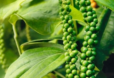 Giá tiêu hôm nay 5/4: Tiếp tục xu hướng đi ngang