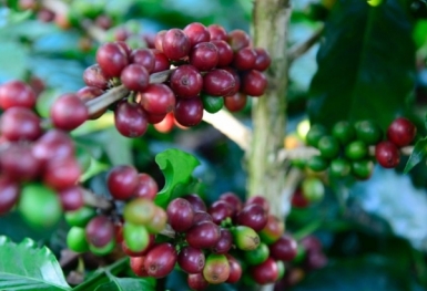 Giá cà phê hôm nay 5/4: Thị trường trong nước chạm ngưỡng 49.000 đồng/kg