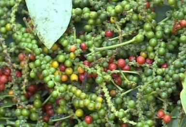 Giá tiêu hôm nay 11/4: Điều chỉnh tăng tại Bà Rịa - Vũng Tàu