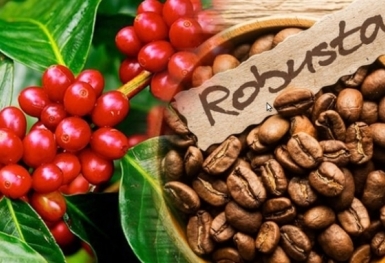 Giá cà phê hôm nay 12/4: Robusta tăng mạnh