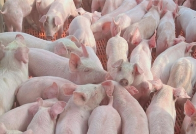 Giá heo hơi hôm nay 20/4: Tăng cao nhất 3.000 đồng/kg
