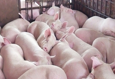 Giá heo hơi hôm nay 23/4: Tăng cao nhất 5.000 đồng/kg