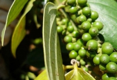 Giá tiêu hôm nay 3/5: Xu hướng đi ngang