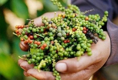 Giá tiêu hôm nay 8/5: Cao nhất ở mức 74.000 đồng/kg