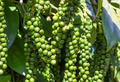 Giá tiêu hôm nay 11/5: Tiếp tục tăng do lo ngại thiếu nguồn cung
