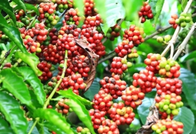 Giá cà phê hôm nay 12/5: Vượt mốc 54.000 đồng/kg