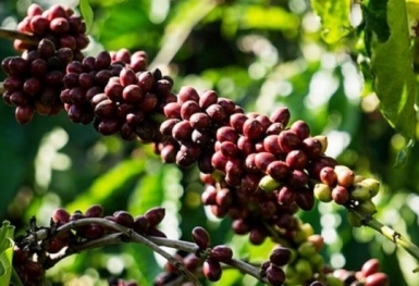 Giá cà phê hôm nay 13/5: Mất mốc 54.000 đồng