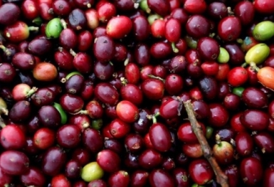 Giá cà phê hôm nay 17/5: Robusta và Arabica biến động trái chiều