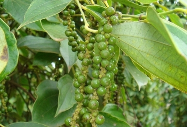 Giá tiêu hôm nay 17/5: Thị trường thế giới tăng nhẹ