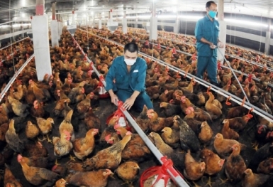 Doanh nghiệp chăn nuôi gia cầm “kêu cứu”
