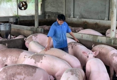 Giá heo hơi hôm nay 21/5: Kết thúc một tuần tăng mạnh