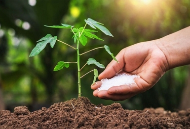 Giá phân bón hôm nay 5/6: Không có biến động