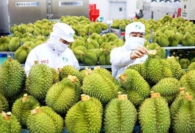 Xuất khẩu rau quả đạt mức kỷ lục