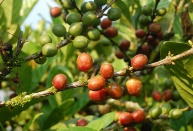 Giá cà phê hôm nay 6/6: Đi ngang ổn định