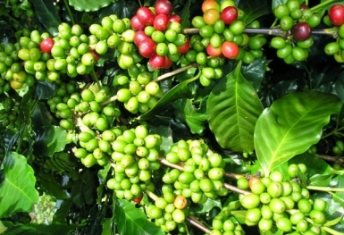 Giá cà phê hôm nay 11/6: Quay đầu giảm nhẹ