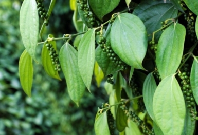 Giá tiêu hôm nay 11/6: Chững lại sau chuỗi ngày giảm